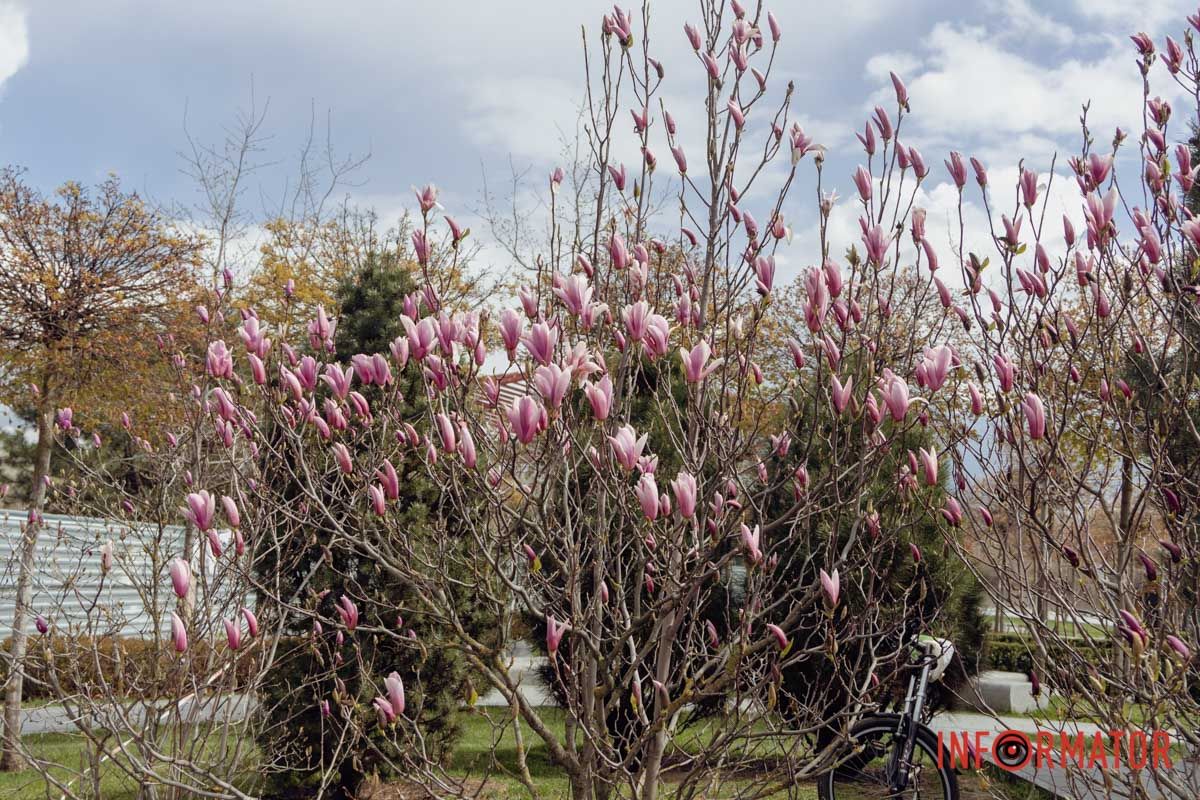 Дбайливо ставтесь до цих дерев