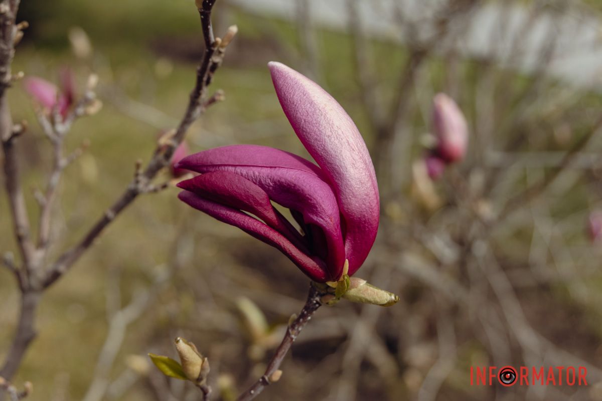Квіти дуже тендітні