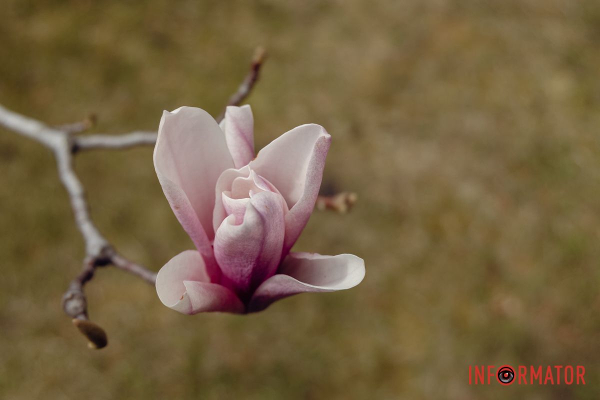 Квіти тут так і просять, щоб їх сфотографували