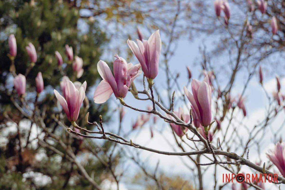 Величезні бутони