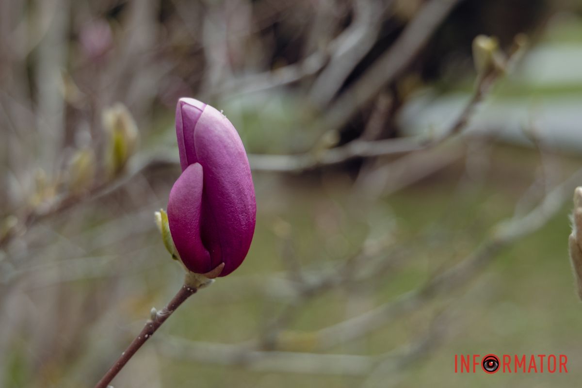 І цей готується розкритись