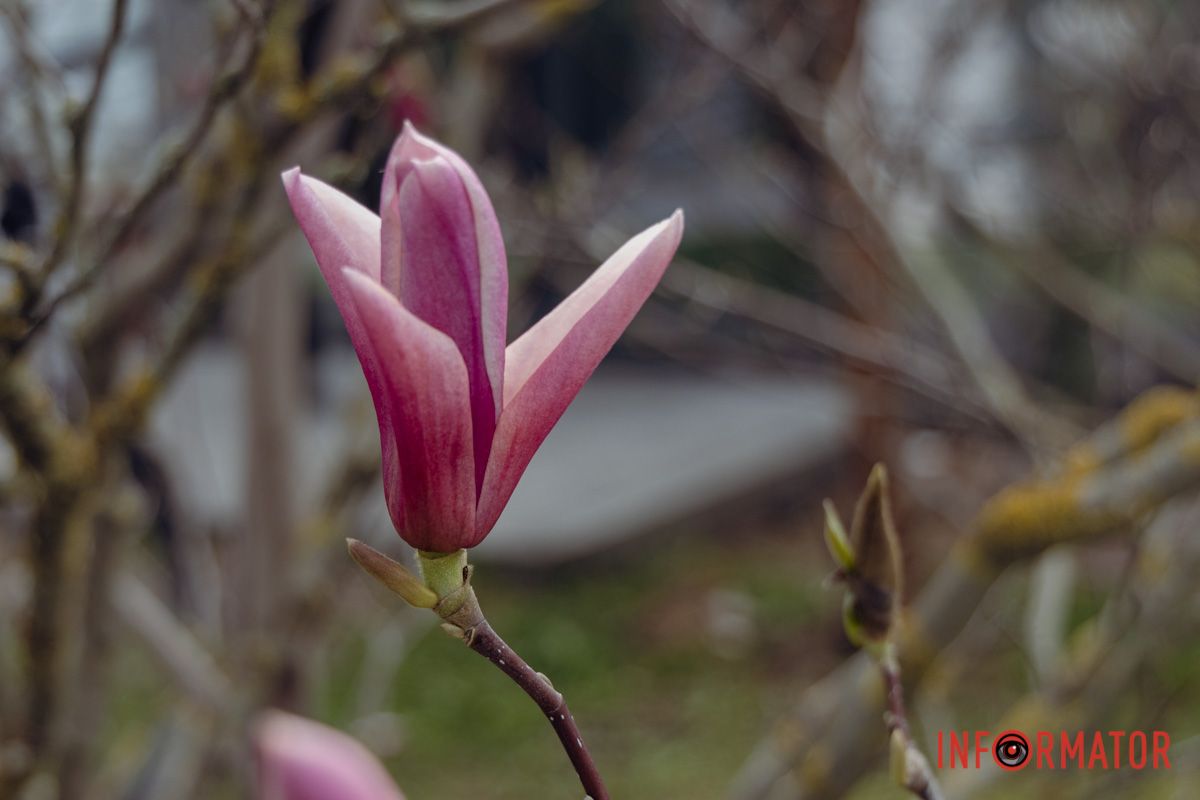 Неймовірні деталі