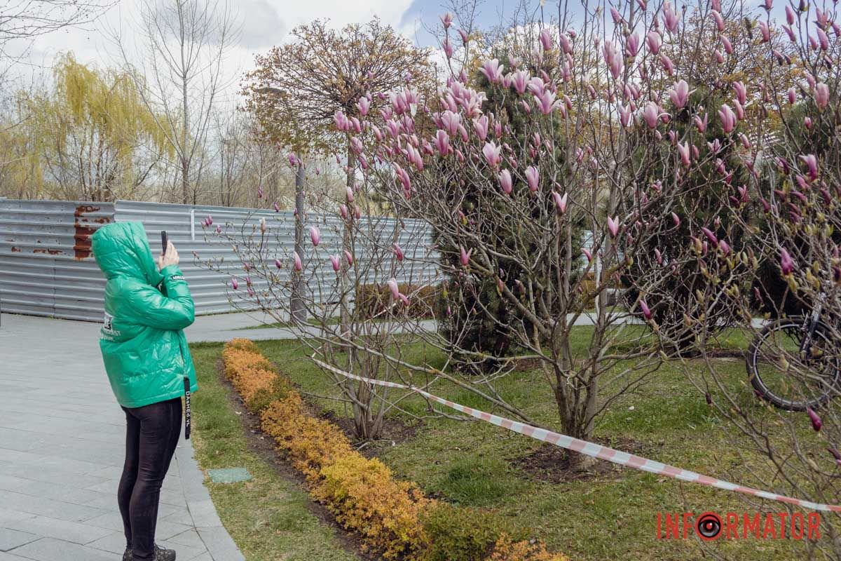 Люди зупиняються біля магнолій