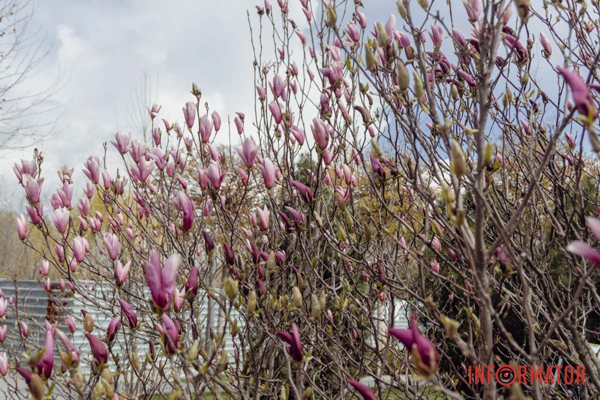 Компактні дерева з ніжними пелюстками