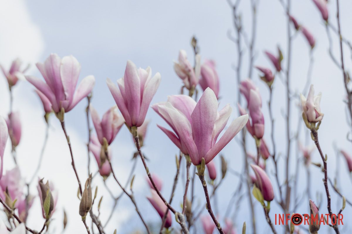 Магнолії вздовж доріжки у сквері Прибережному