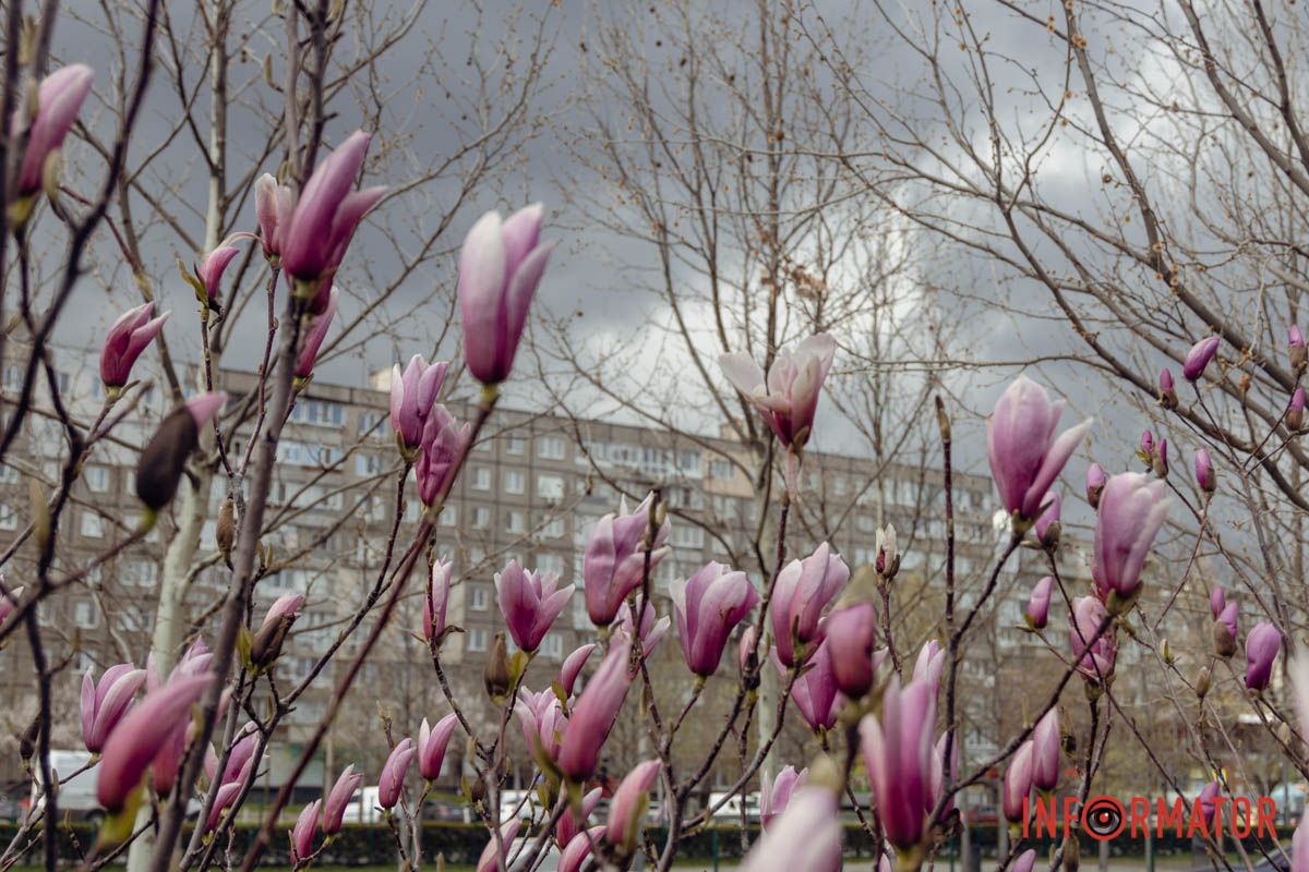 Магнолії на ж/м Перемога