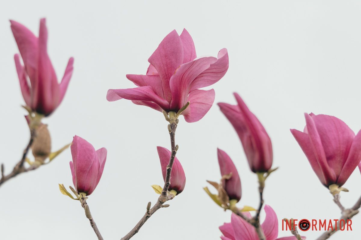 сезон магнолій розпочався і на лівому березі Дніпра