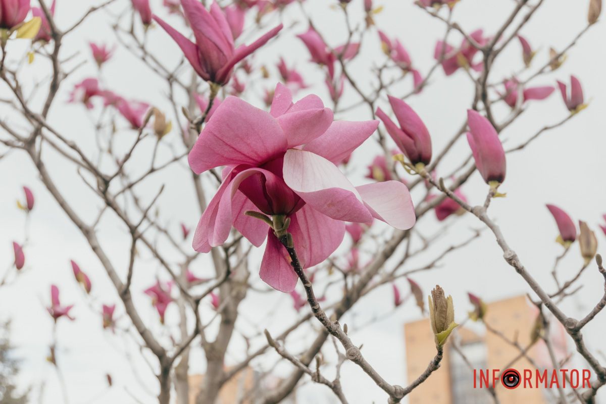 Сліпуча краса