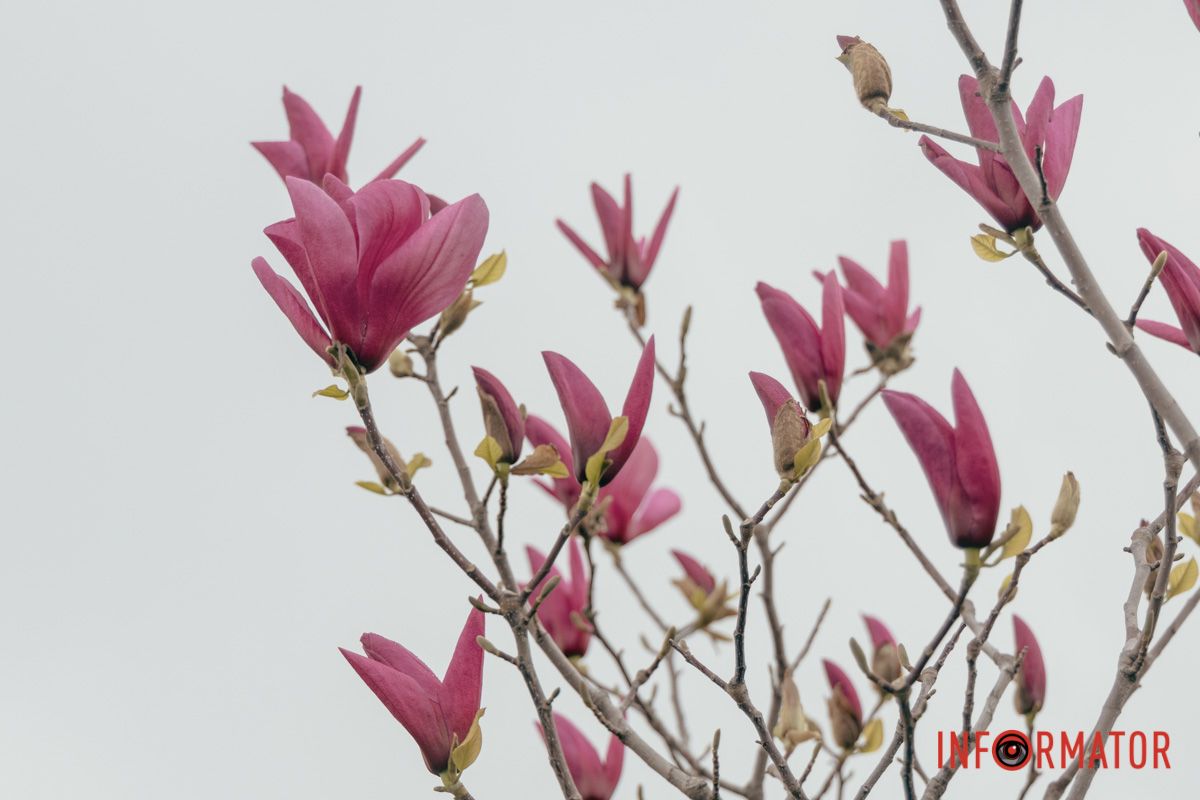 Знайдете цю локацію на вулиці Сонячній Набережній