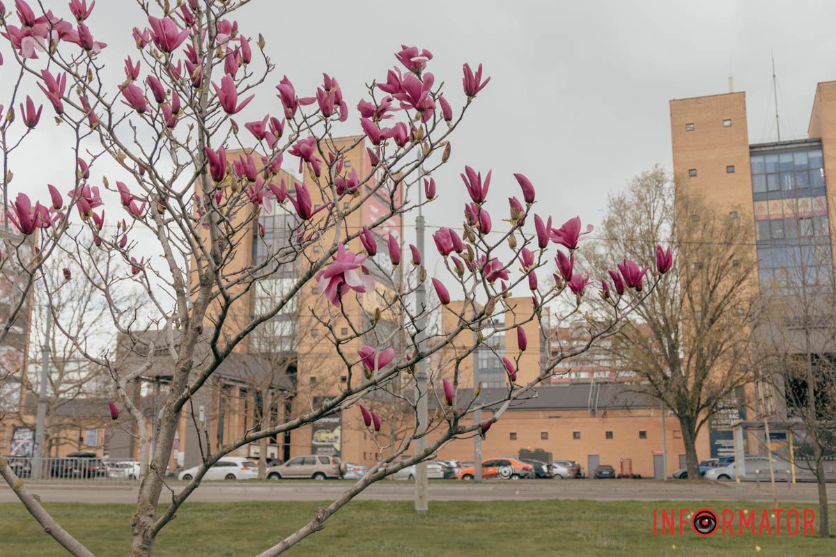 Тут ви знайдете рідкісні дерева магнолії насиченого малиново-бордового кольору.