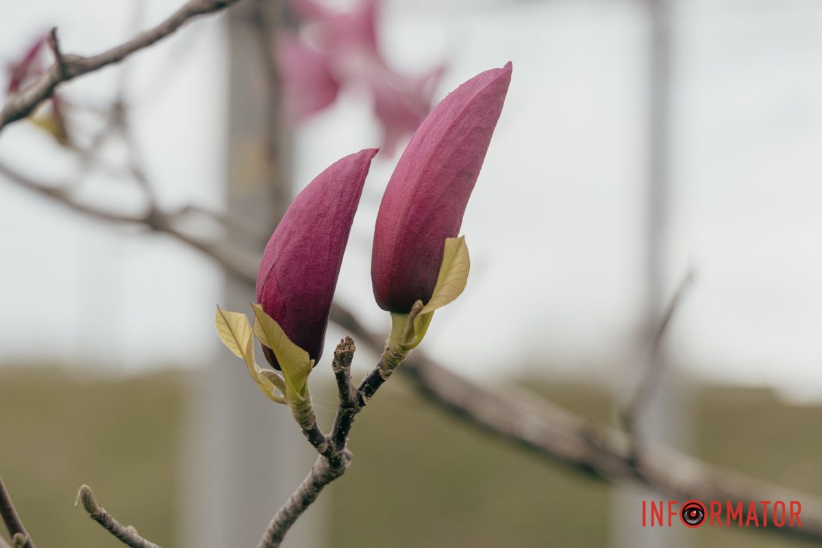 Готуйте свої смартфони