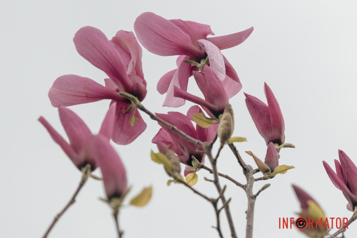 Заворожують неповнторністю 