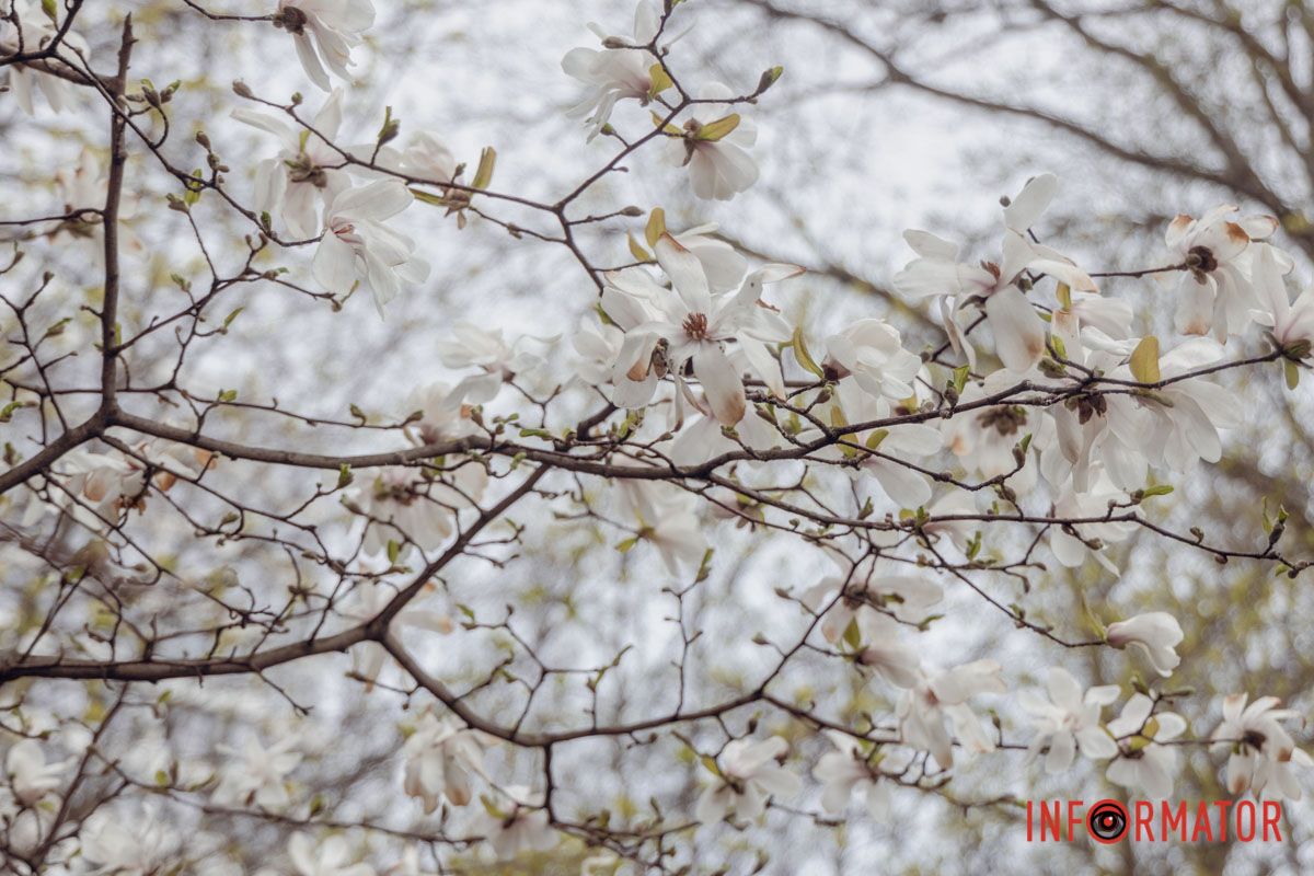 У сквері Героїв магнолії здіймаються високо вгору, і створюють цілий купол із білих квітів
