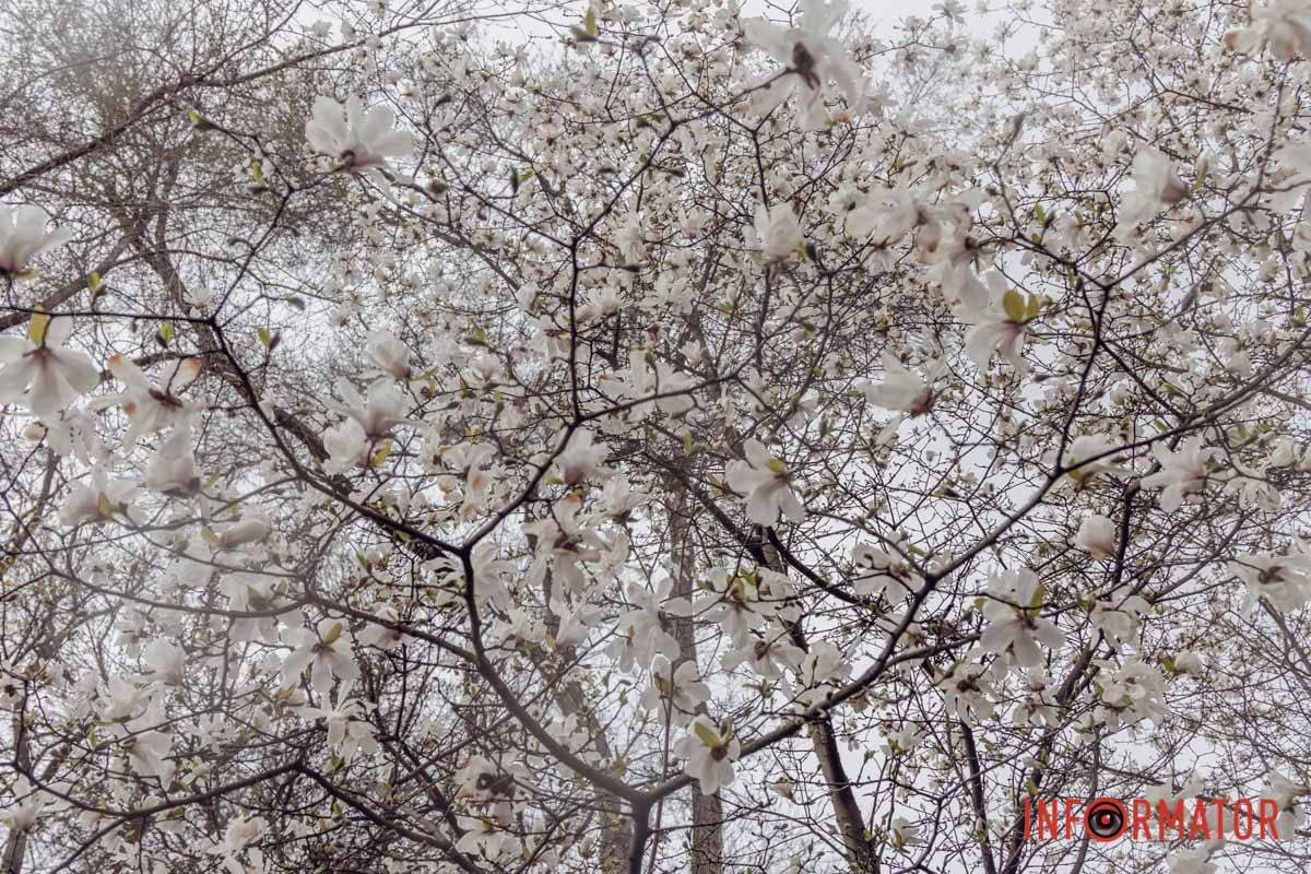 То білий сніг чи туман? 