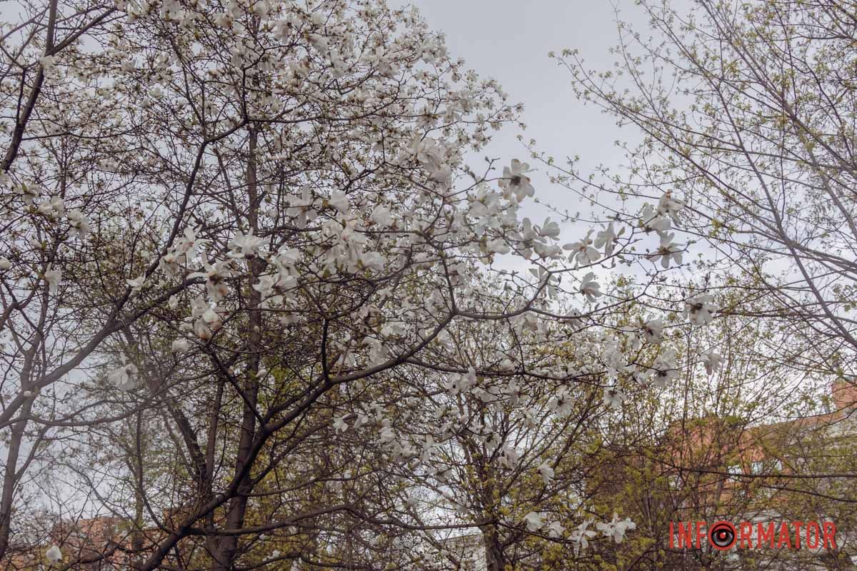 Дерево у повному розквіті