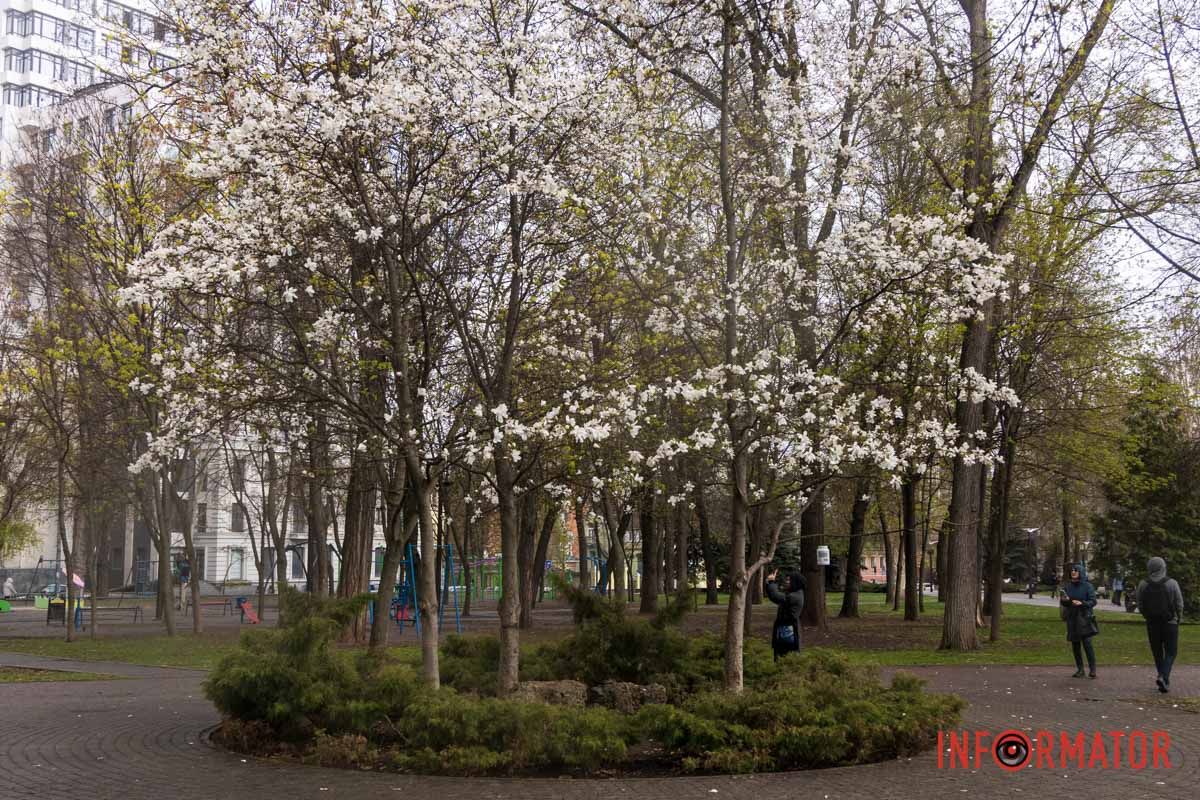 Білі квіти можна помітити одразу