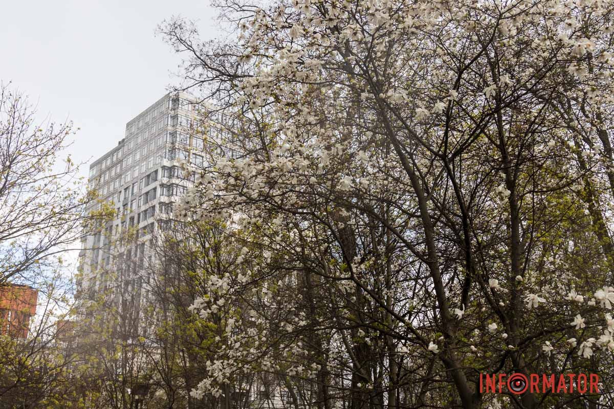 Магнолія піднімається над сквером