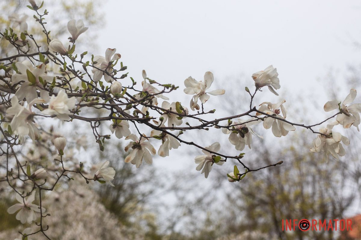 Тут магнолії просто гіганти