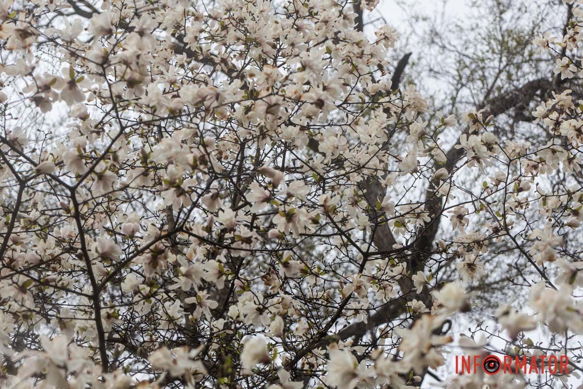 Білі пелюстки серед зеленого листя.