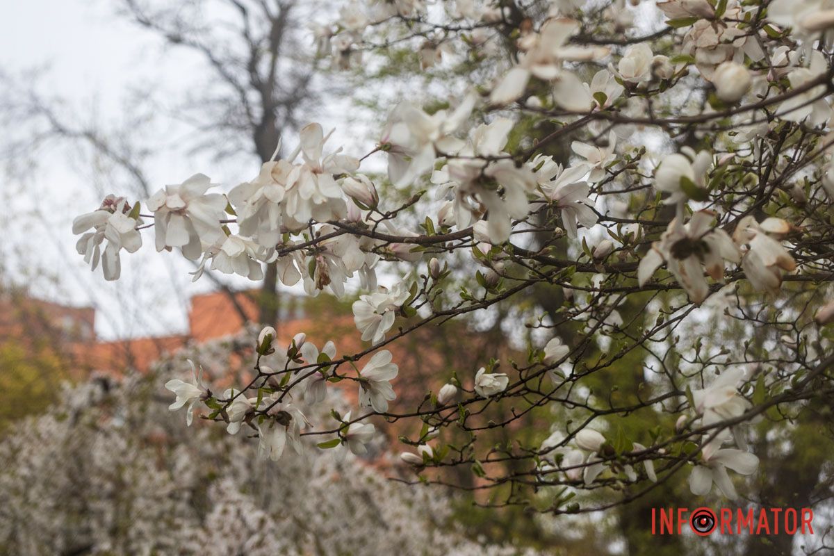 Квіти в центрі уваги