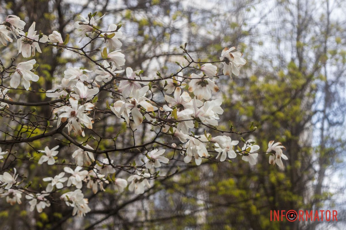 Пелюстки, схожі на порцеляну