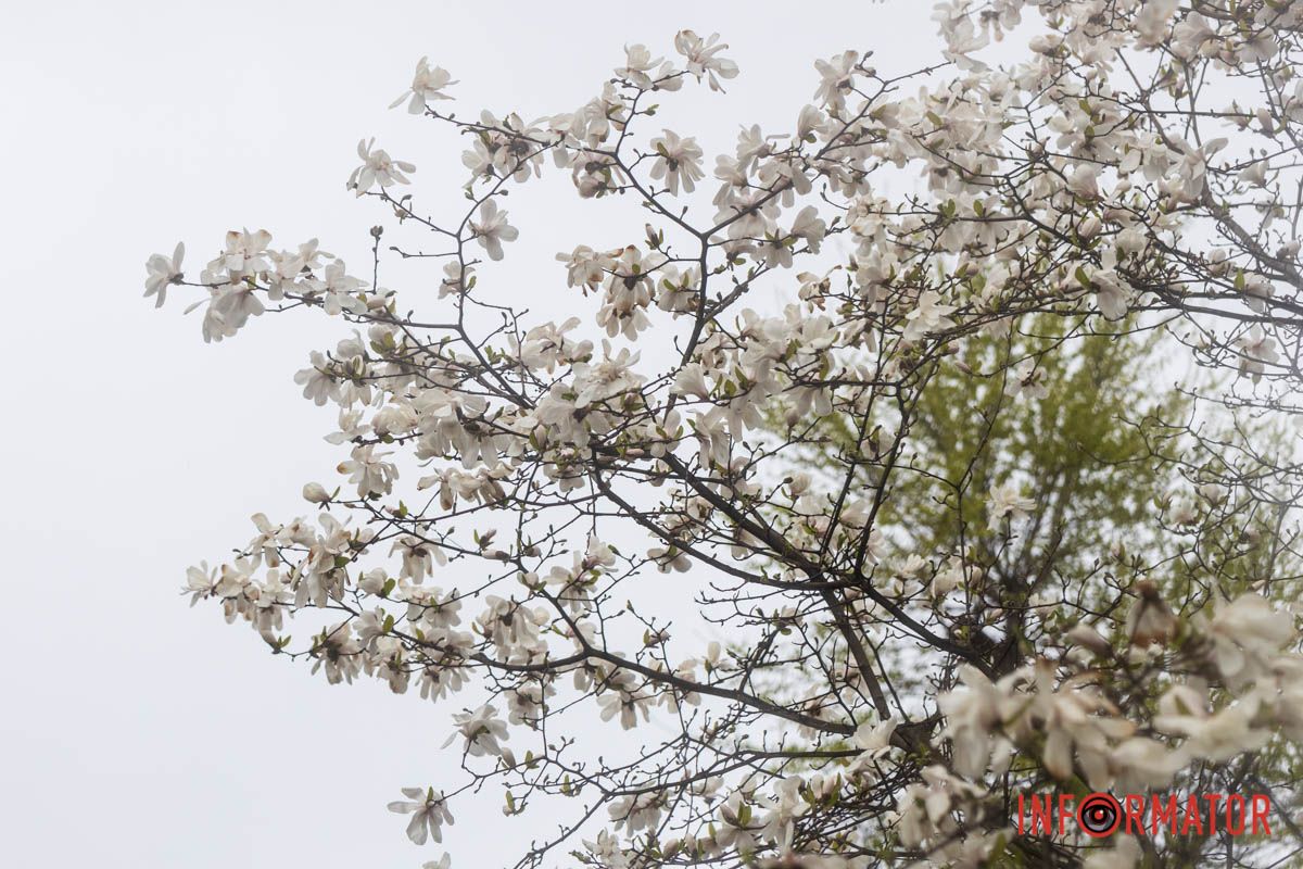 Весняна прикраса міста