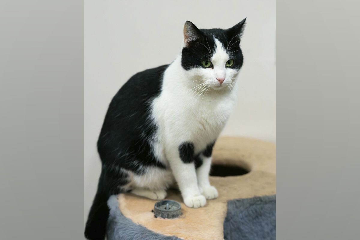 Котик Котик