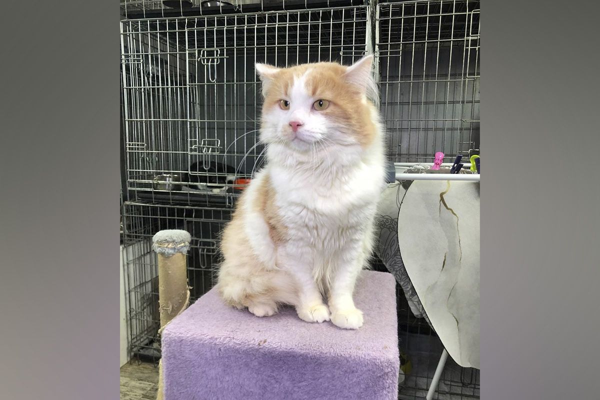 Ларик Ларик