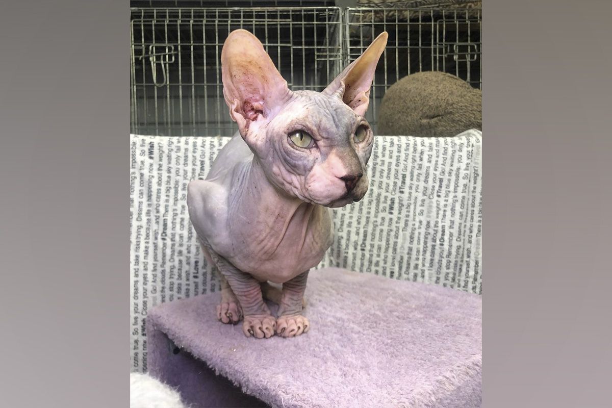 Парамон Парамон