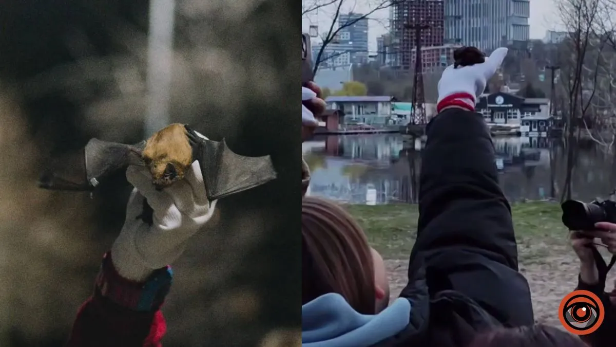 У Дніпрі та Кривому Розі на волю випустили 250 врятованих взимку кажанів