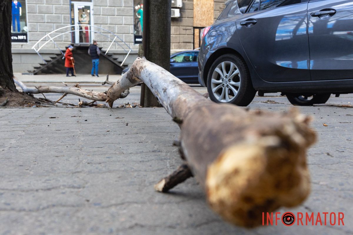 Підлягало спилу: у Дніпрі на Архітектора Олега Петрова величезна гілка впала на жінку 10