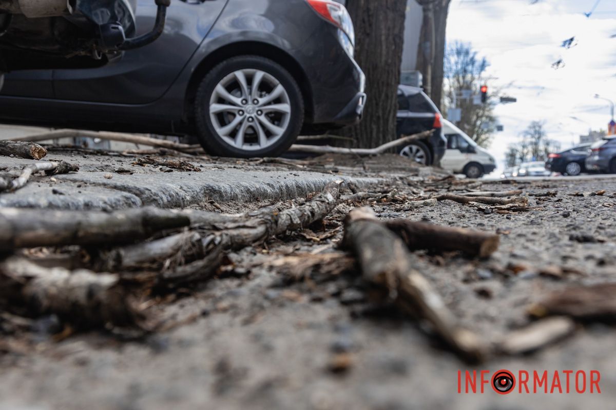 Підлягало спилу: у Дніпрі на Архітектора Олега Петрова величезна гілка впала на жінку 8