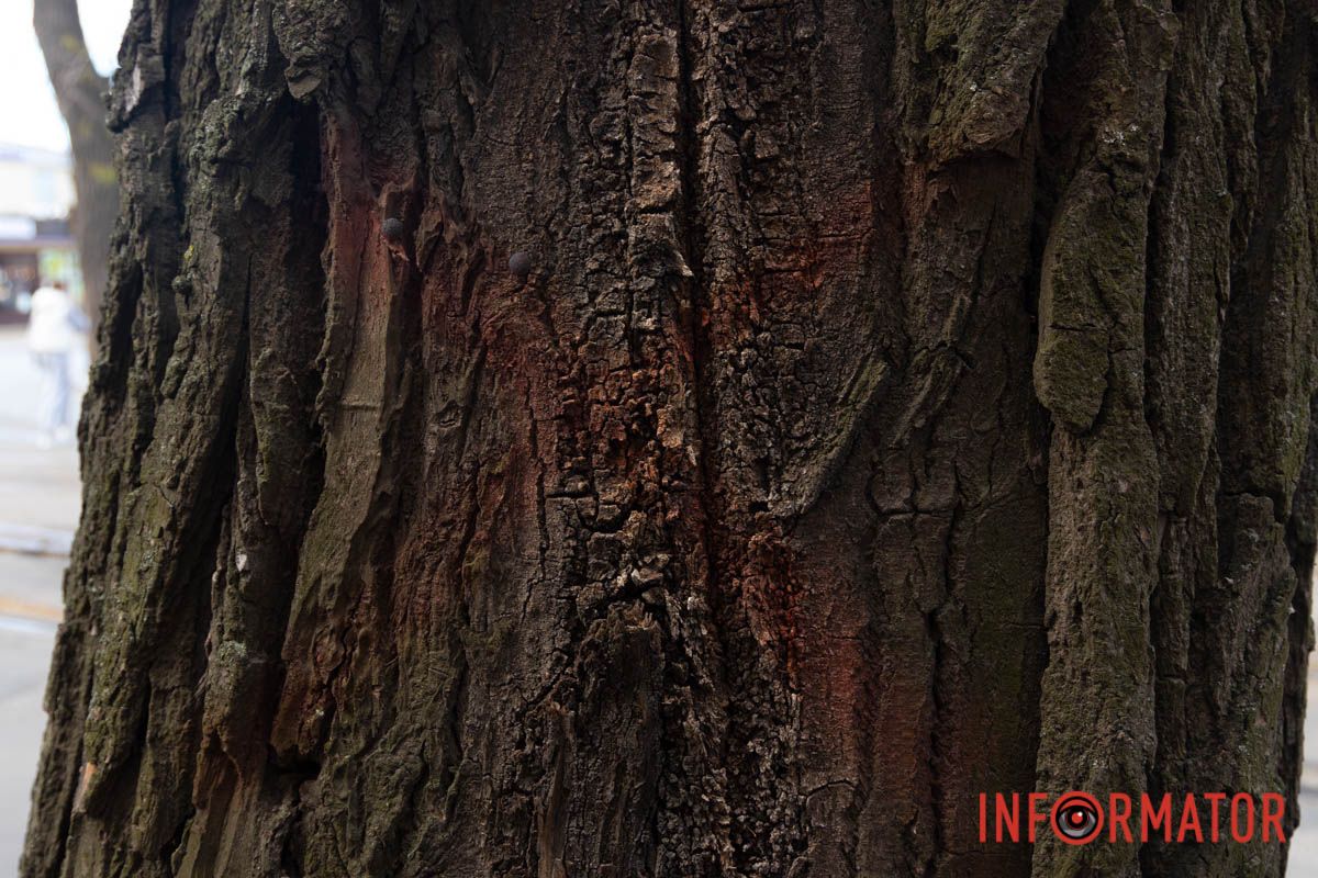 Дерево підлягало спилу