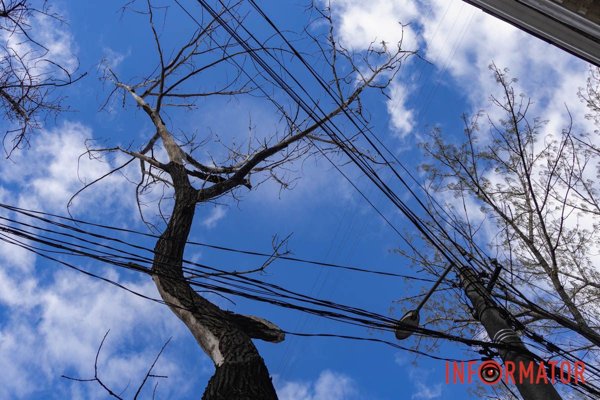 Підлягало спилу: у Дніпрі на Архітектора Олега Петрова величезна гілка впала на жінку 2