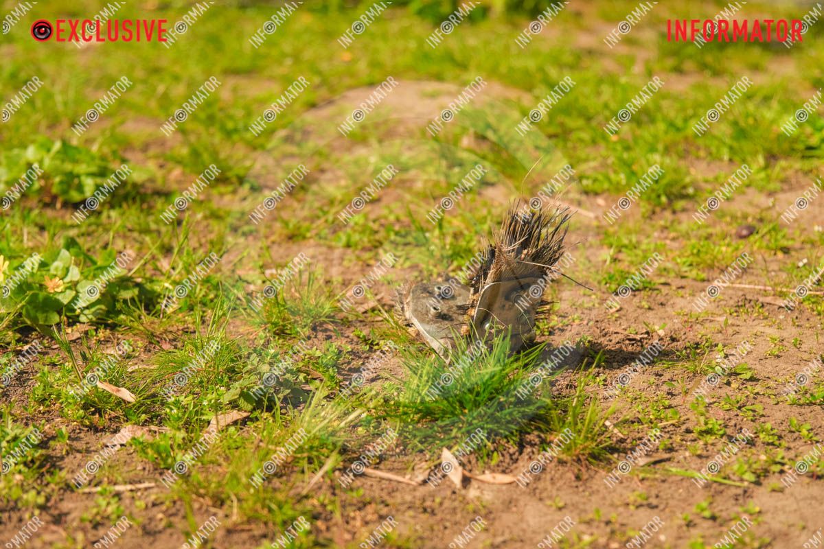 Дрони впали біля дитячого майданчика: що відбувається у парку Шевченка у Дніпрі 26