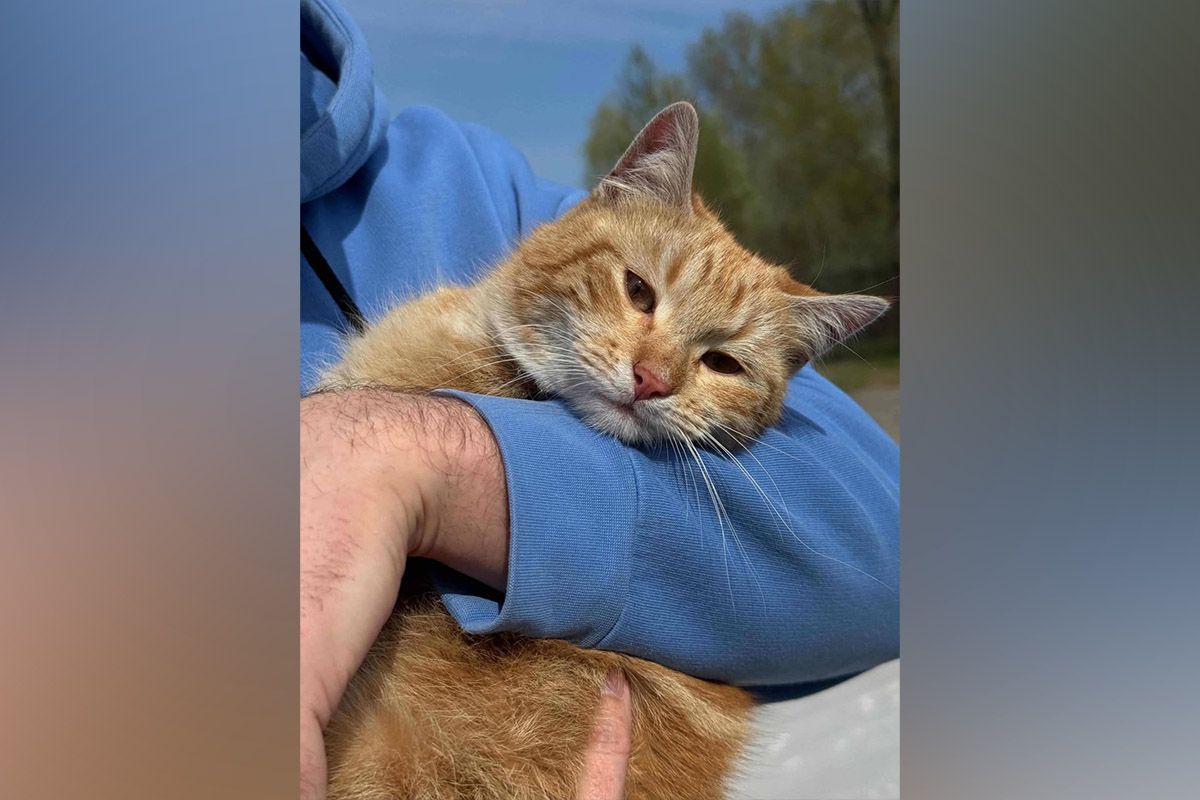 Рудий котик