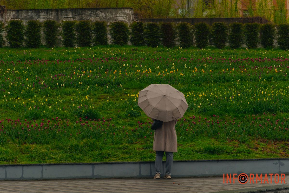 Квіткове диво: у парку Шевченка в Дніпрі розквітли сотні тюльпанів 1