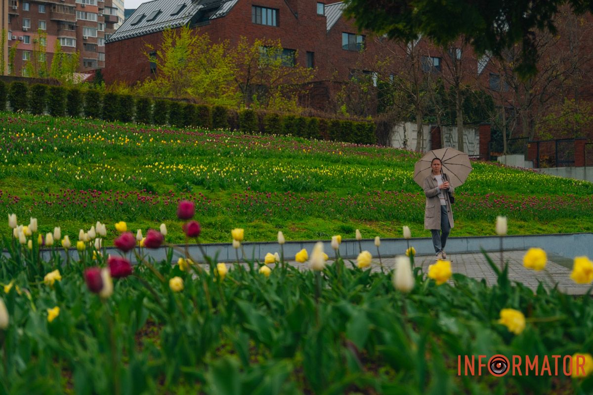 Квіткове диво: у парку Шевченка в Дніпрі розквітли сотні тюльпанів 2
