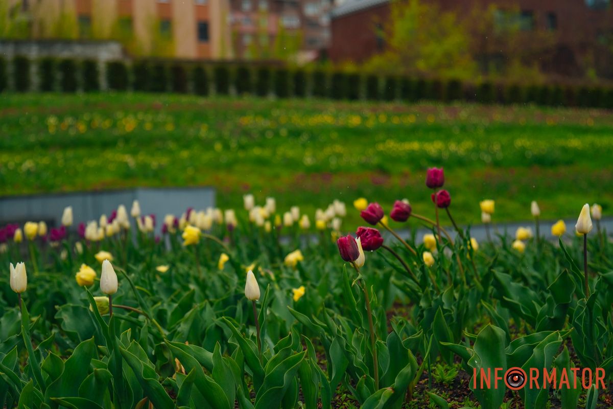 Квіткове диво: у парку Шевченка в Дніпрі розквітли сотні тюльпанів 3