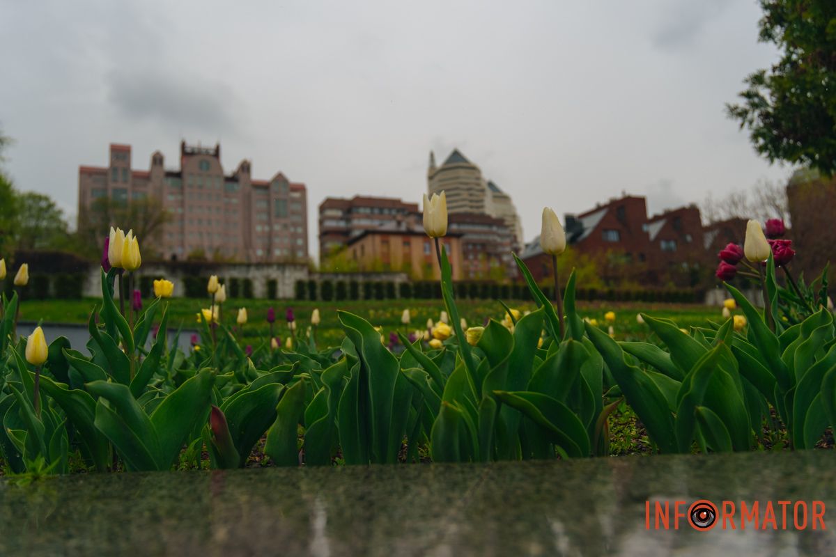 Квіткове диво: у парку Шевченка в Дніпрі розквітли сотні тюльпанів 4