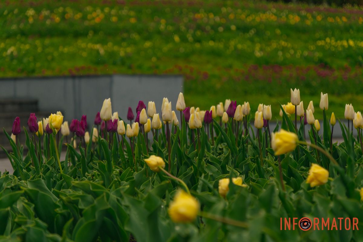 Квіткове диво: у парку Шевченка в Дніпрі розквітли сотні тюльпанів 5