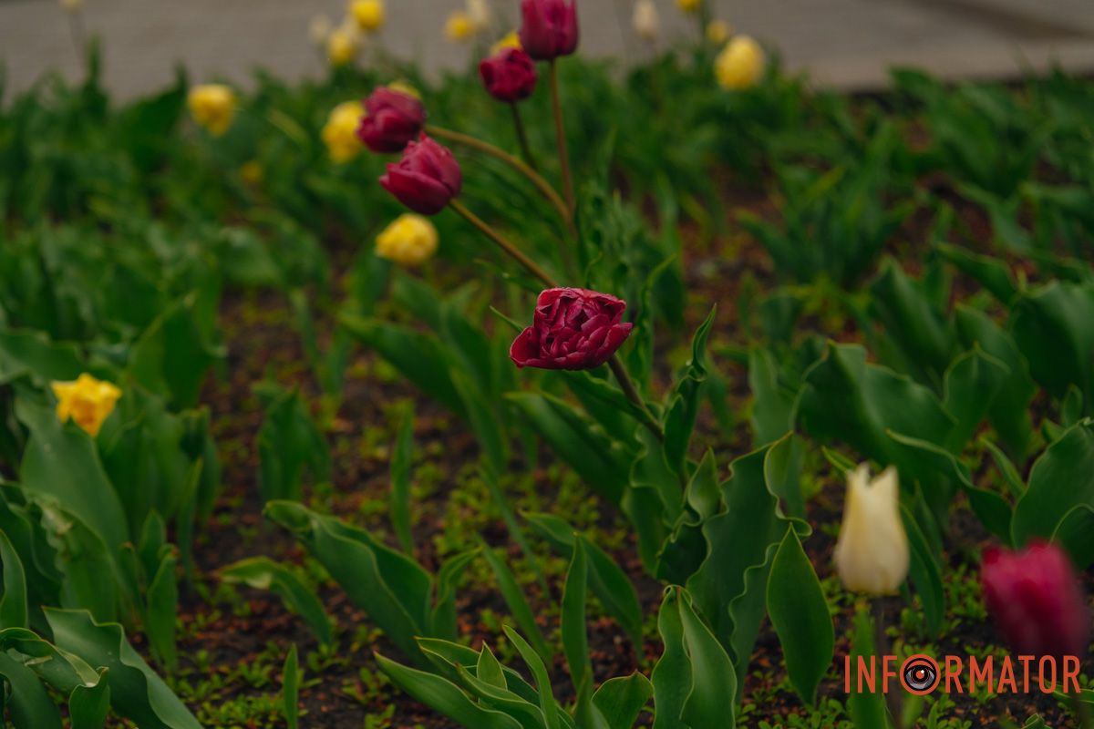 Квіткове диво: у парку Шевченка в Дніпрі розквітли сотні тюльпанів 6