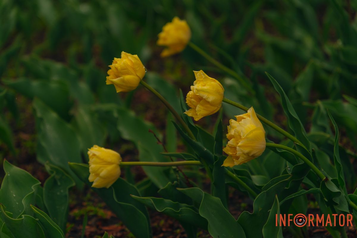 Квіткове диво: у парку Шевченка в Дніпрі розквітли сотні тюльпанів 7