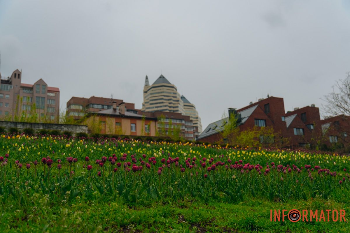 Квіткове диво: у парку Шевченка в Дніпрі розквітли сотні тюльпанів 8