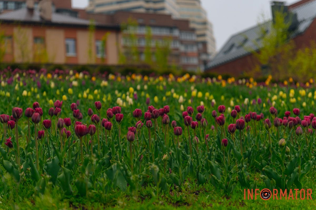 Квіткове диво: у парку Шевченка в Дніпрі розквітли сотні тюльпанів 9