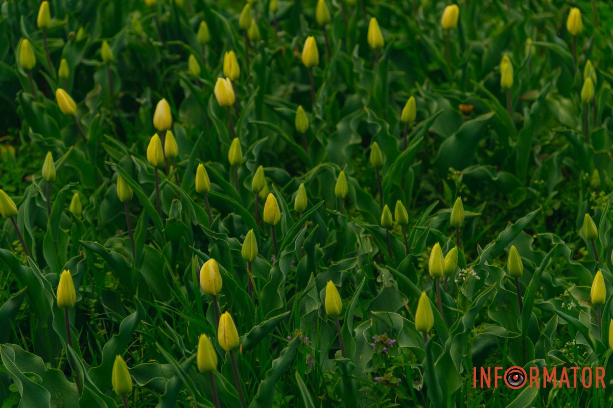 Квіткове диво: у парку Шевченка в Дніпрі розквітли сотні тюльпанів 10