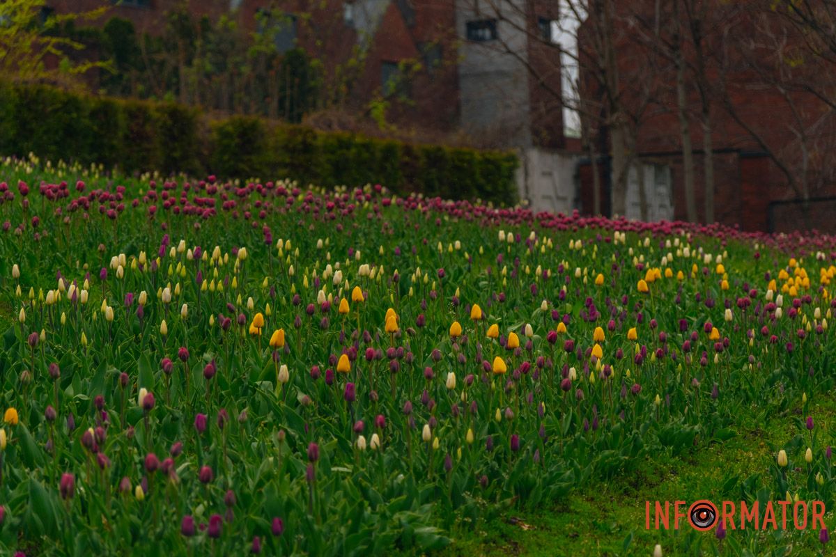 Квіткове диво: у парку Шевченка в Дніпрі розквітли сотні тюльпанів 11
