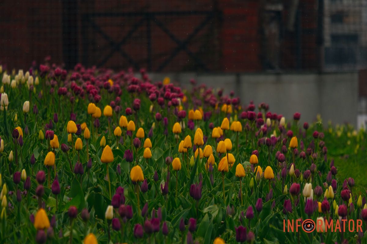 Квіткове диво: у парку Шевченка в Дніпрі розквітли сотні тюльпанів 13