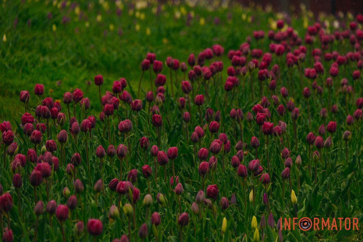 Квіткове диво: у парку Шевченка в Дніпрі розквітли сотні тюльпанів 14