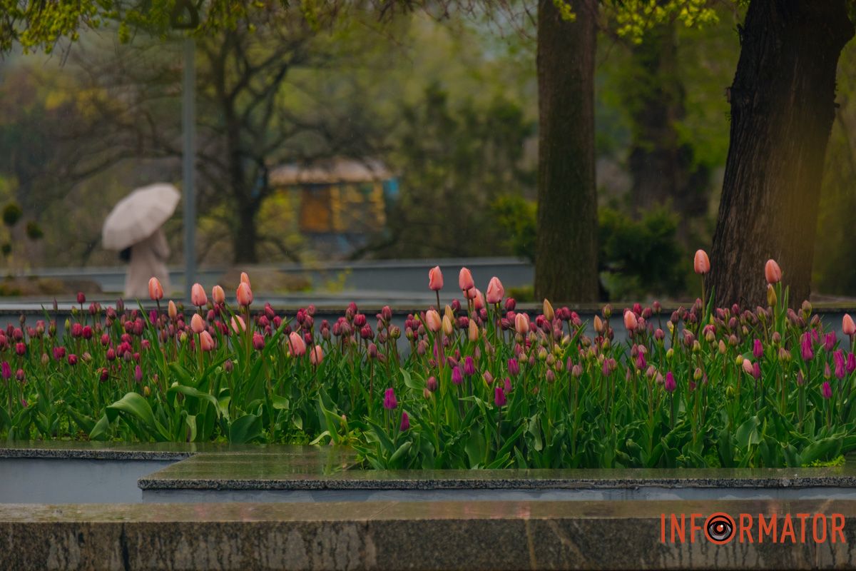 Квіткове диво: у парку Шевченка в Дніпрі розквітли сотні тюльпанів 16